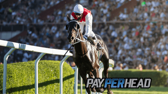 Pay Per Head Tips: Turn Your Racebook Into Straight Profit